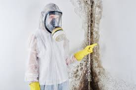 Best Mold Damage Restoration  in Old Jefferson, LA